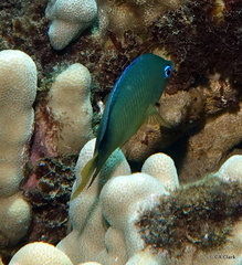 Plectroglyphidodon johnstonianus