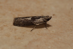 Sciota melanostyla
