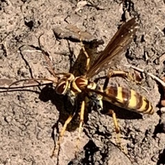 Poecilopompilus interruptus