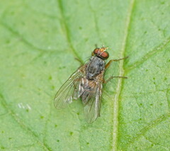Calyptratae
