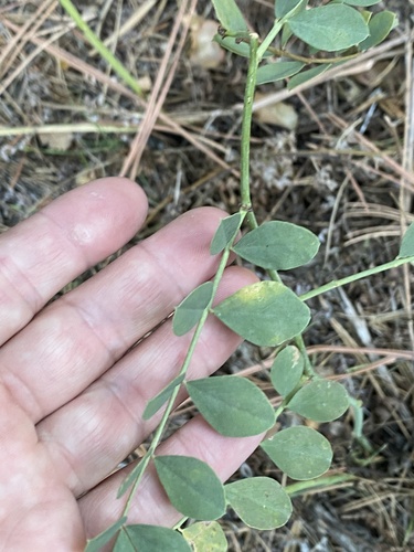 iNaturalist observation photo of Big deervetch