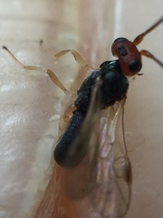 Ascogaster