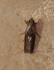 Sciota melanostyla