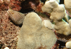 Gymnothorax meleagris