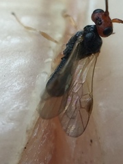 Ascogaster