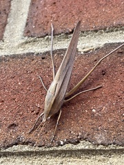 Neoconocephalus triops