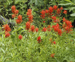 Castilleja miniata miniata
