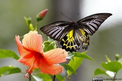 Troides minos