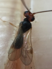 Ascogaster