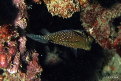 Canthigaster amboinensis
