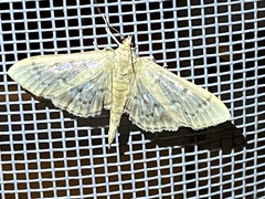 Herpetogramma aeglealis