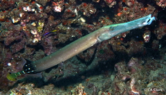 Aulostomus chinensis