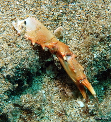 Portunoidea