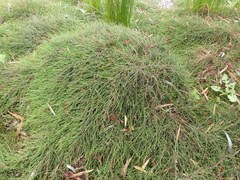 Sphenopus divaricatus