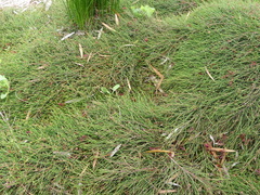 Sphenopus divaricatus