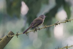 Myiopagis viridicata