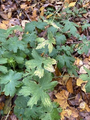 Geranium phaeum