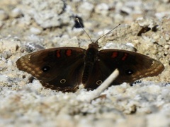 Junonia nigrosuffusa