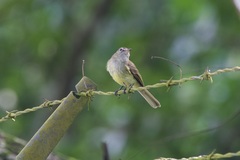 Myiopagis viridicata