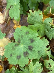 Geranium phaeum