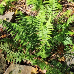 Dryopteris remota