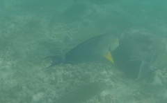 Acanthurus xanthopterus