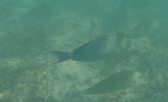 Acanthurus xanthopterus