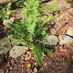 Dryopteris remota