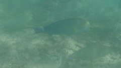 Acanthurus xanthopterus