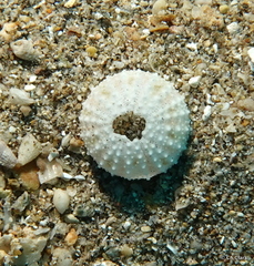 Euechinoidea