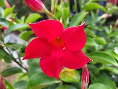 Mandevilla sanderi