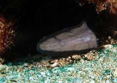 Conger marginatus