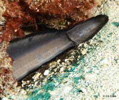 Conger marginatus