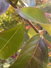 Glochidion philippicum