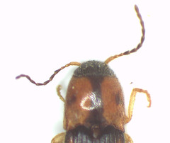 Aeoloderma