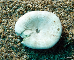Echinoidea