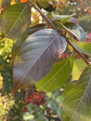 Glochidion philippicum