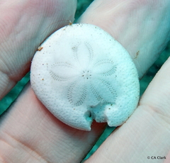 Echinoidea