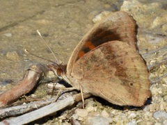 Junonia nigrosuffusa