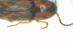 Aeoloderma