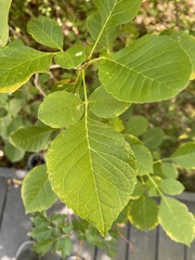 Fraxinus albicans