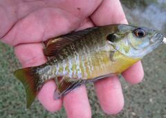 Lepomis macrochirus × cyanellus