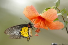 Troides minos