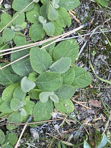 iNaturalist observation photo of great mullein