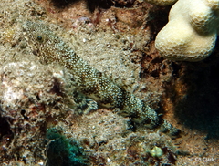 Synodontidae