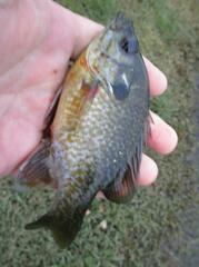 Lepomis macrochirus × cyanellus