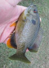 Lepomis macrochirus × cyanellus