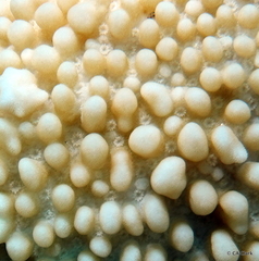 Montipora capitata