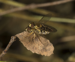 Toxomerus vertebratus