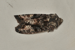 Neumichtis spumigera